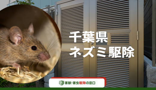 【最新】千葉県のネズミ駆除業者12選！依頼すべき理由や費用相場も解説